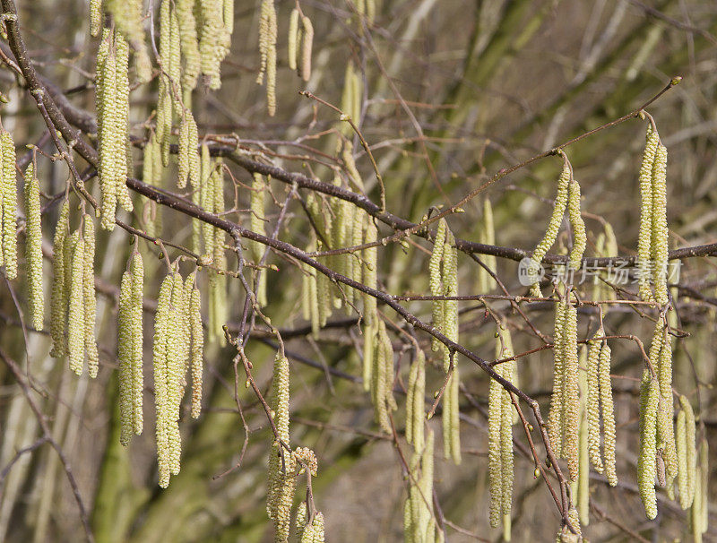 榛子(Corylus avellana)男性柳絮